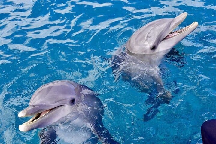 Private Speedboat to Dolphin House: Ethical Dolphin Snorkeling & Reefs from Hurghada photo 5
