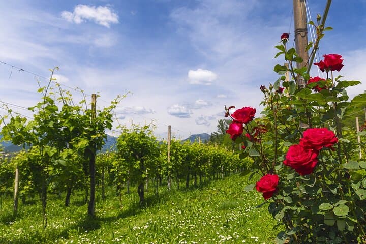 Prosecco Superiore DOCG Vineyard Walk and Tasting near Valdobbiadene photo 5