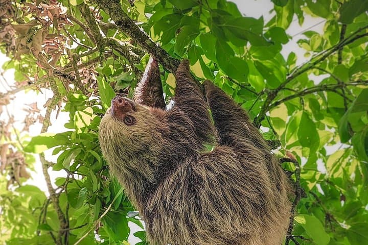 Arenal Sloth & Wildlife Nature Walk: Guided Safari Near La Fortuna photo 4