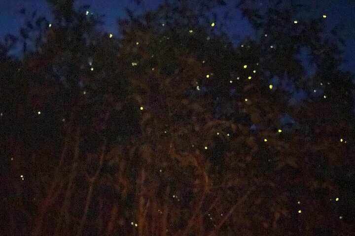 Kuala Selangor Fireflies & Blue Tears Night Boat Tour with Seafood Dinner