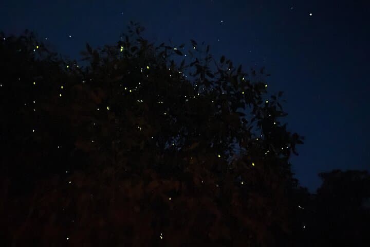 Kuala Selangor Fireflies & Blue Tears Night Boat Tour with Seafood Dinner photo 2