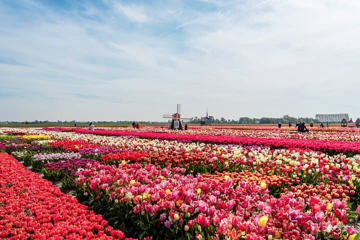 Keukenhof Tulip Experience: Skip-the-Line Tour from Amsterdam