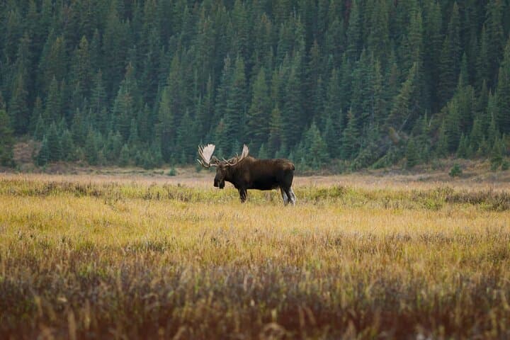Canmore Wilderness & Wildlife Guided 2-Hour Walk photo 6