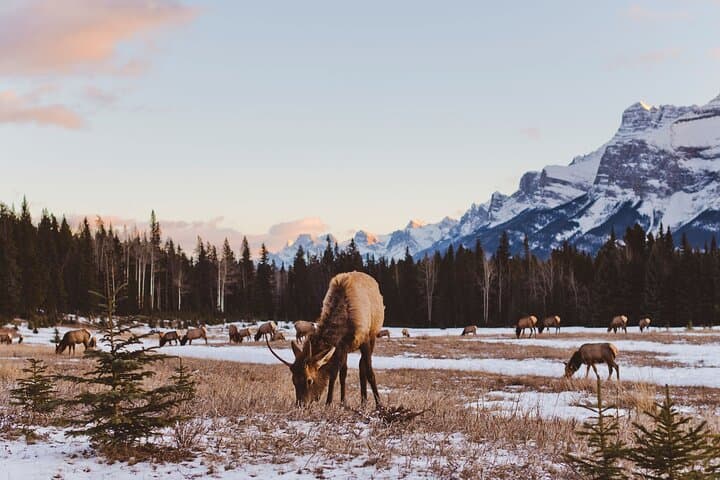 Canmore Wilderness & Wildlife Guided 2-Hour Walk photo 3
