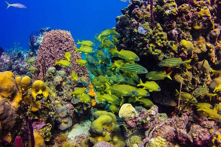 Punta Cana Catalina Island Diving & Snorkeling Day Trip photo 2
