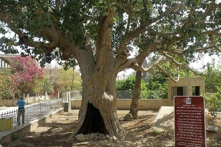 Full-Day Jericho & Dead Sea Tour from Tel Aviv: Float, History, and Desert Views photo 4