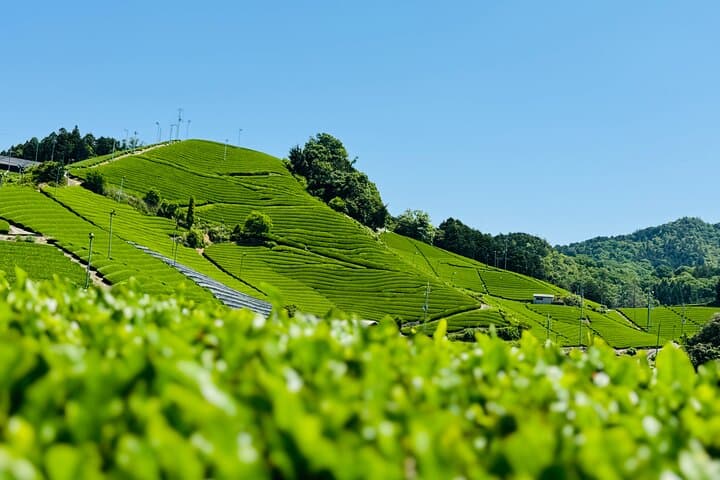 Uji and Wazuka Matcha Farm Private Guided Tour — Tea Fields, Ceremony & Farm Visit