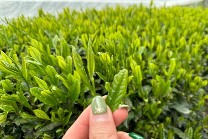 Uji and Wazuka Matcha Farm Private Guided Tour — Tea Fields, Ceremony & Farm Visit photo 3