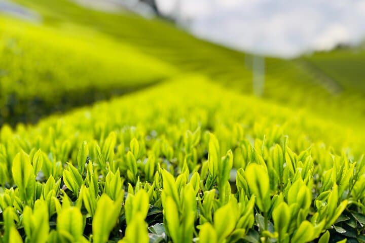Uji & Wazuka Matcha Farm Half-Day Private Tour from Kyoto photo 3
