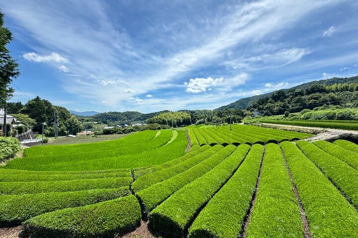 Uji & Wazuka Matcha Farm Half-Day Private Tour from Kyoto photo 6