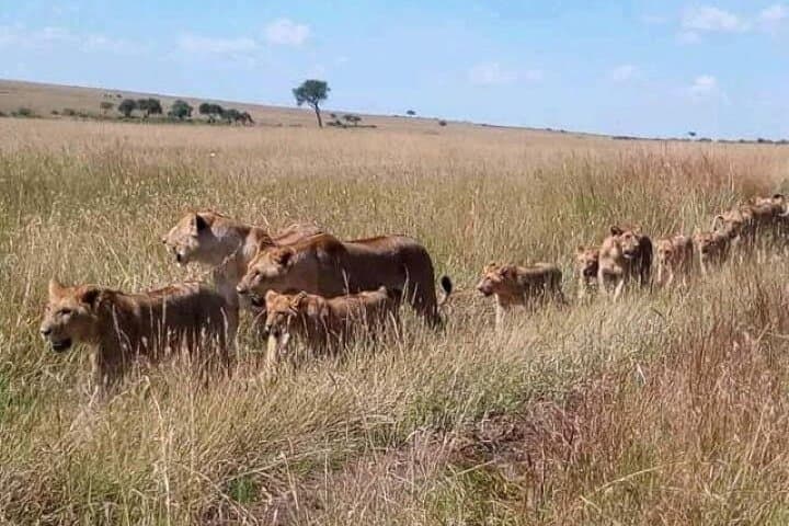 6-Day Safari: Maasai Mara, Lake Nakuru & Amboseli — Big Five Game Drives photo 6