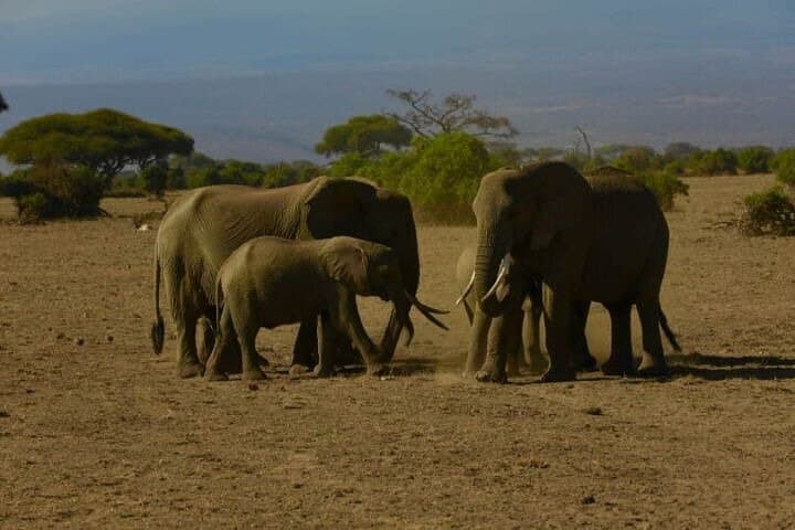 6-Day Safari: Maasai Mara, Lake Nakuru & Amboseli — Big Five Game Drives photo 5