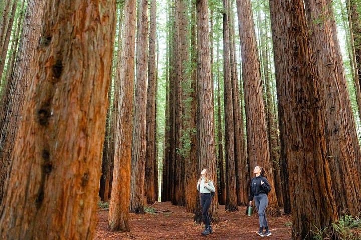 Yarra Valley Redwoods & Wine Day Trip from Melbourne — Warburton, Soumah & Chocolaterie photo 1