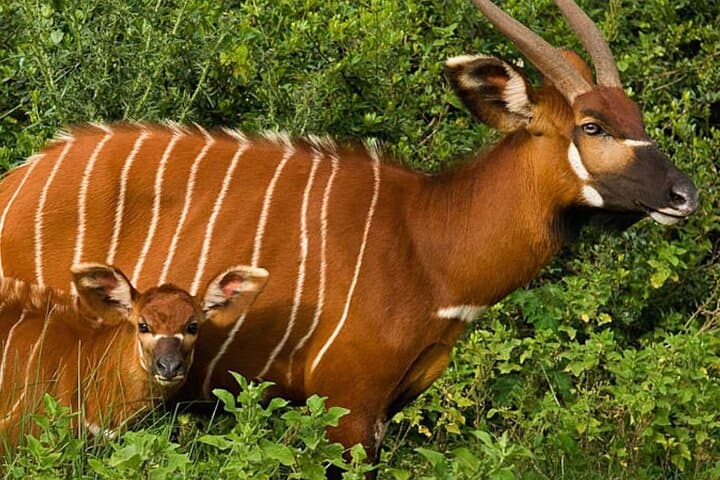 Aberdares Day Trip: Waterfalls, Wildlife & High-Altitude Forests from Nairobi photo 5