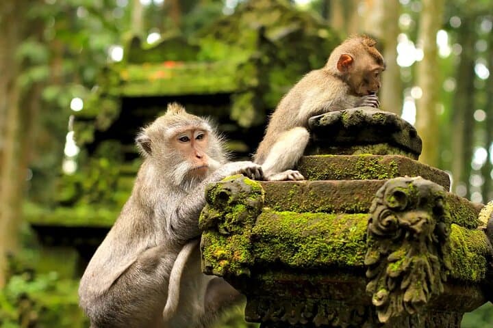 Ubud Monkey Forest, Tegalalang Rice Terraces & Tegenungan Waterfall: Private Day Tour photo 2