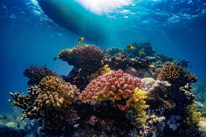Jeddah Daily Snorkel Trip — Red Sea Reefs, Coral Islands & Wrecks photo 4