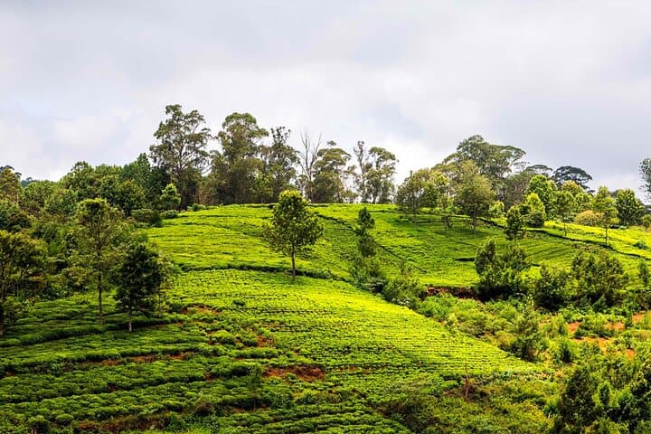 Nilgiri Toy Train and Ooty One‑Day UNESCO Sightseeing Tour photo 5