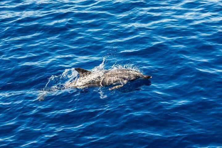 Explore Syracuse Coast and Spot Dolphins on a Captivating Boat Tour photo 3