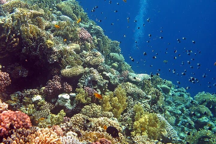 Tiran Island Snorkeling Day Trip from Sharm El Sheikh: Coral Reefs, Guided Stops & Lunch photo 4