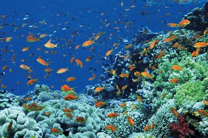 Tiran Island Snorkeling Day Trip from Sharm El Sheikh: Coral Reefs, Guided Stops & Lunch photo 5
