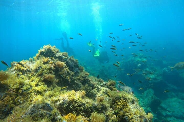Try Scuba Diving in Tenerife's Turtle and Ray Area — Small-Group Shore Dives