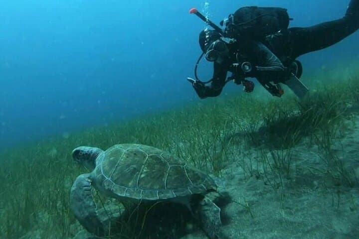 Try Scuba Diving in Tenerife's Turtle and Ray Area — Small-Group Shore Dives photo 2