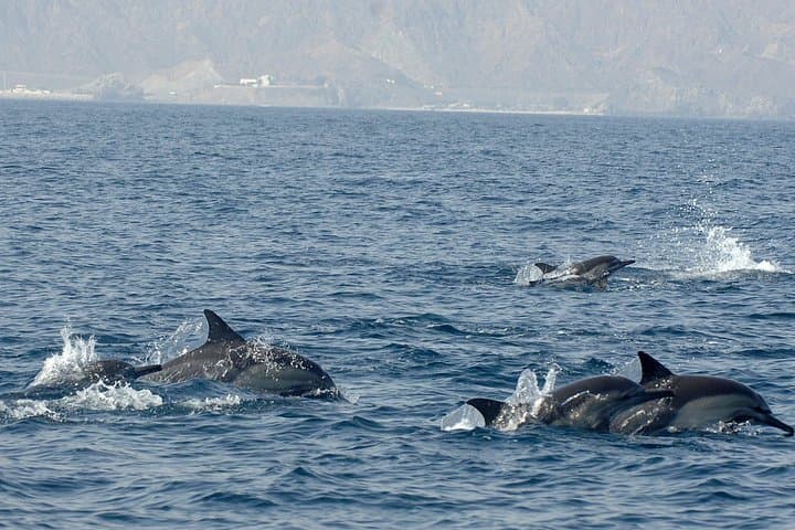 Dolphin Watching and Snorkeling off Muscat: Half-Day Marine Safari photo 2