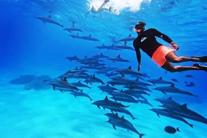 Private Speedboat to Dolphin House & Turkish Hammam | Hurghada Day Trip