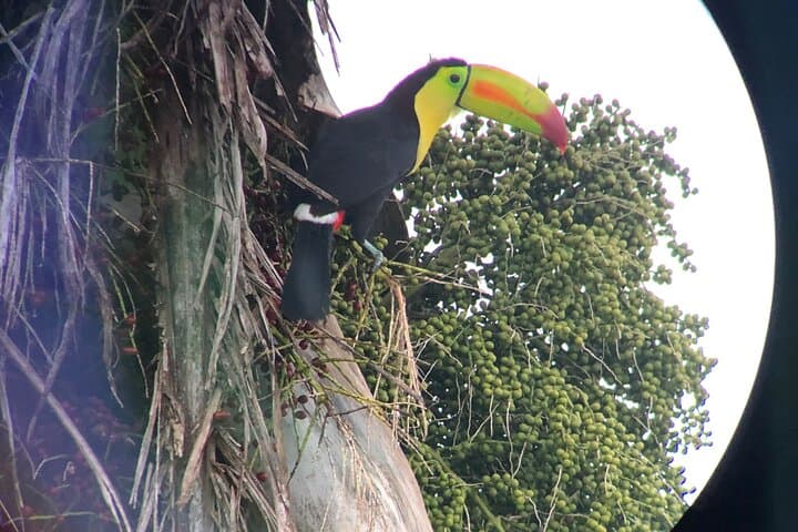 San Ignacio Resort Hotel Birdwatching: 90-Minute Jungle Backyard Tour photo 2