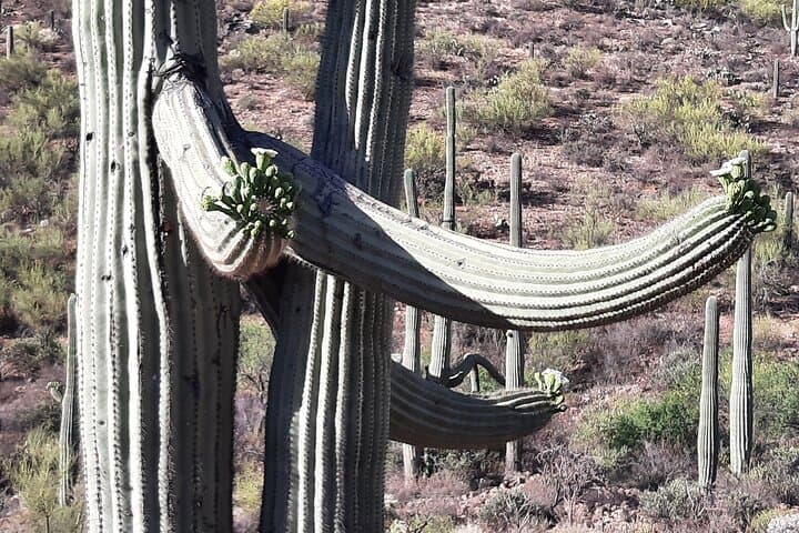 Guided Hikes at Ritz Dove Mountain & Totolita: Sonoran Desert Trails