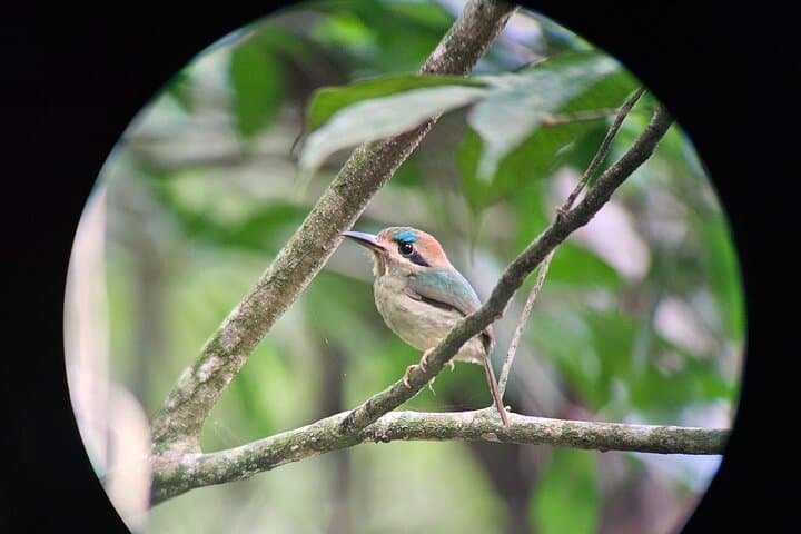 San Ignacio Resort Hotel Birdwatching: 90-Minute Jungle Backyard Tour photo 4