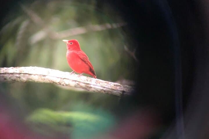 San Ignacio Resort Hotel Birdwatching: 90-Minute Jungle Backyard Tour photo 6