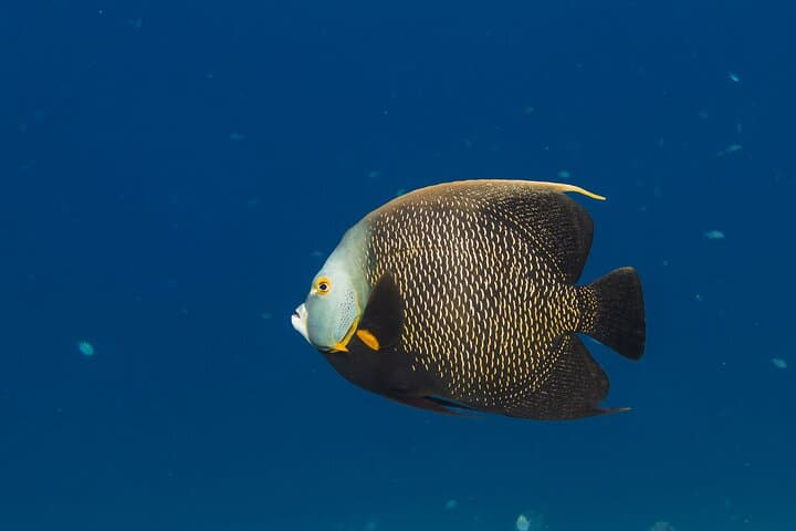 Private Half-Day REVOLVE Boat & Snorkeling Tour in Bonaire — Klein Bonaire & Coral Reefs photo 5