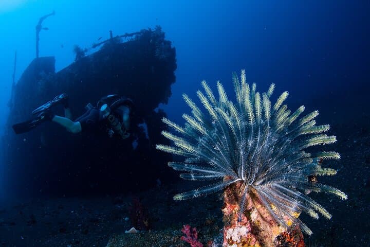 Tulamben Nitrox & Deep Diving: Liberty, Drop-Off and Boga Wrecks photo 2