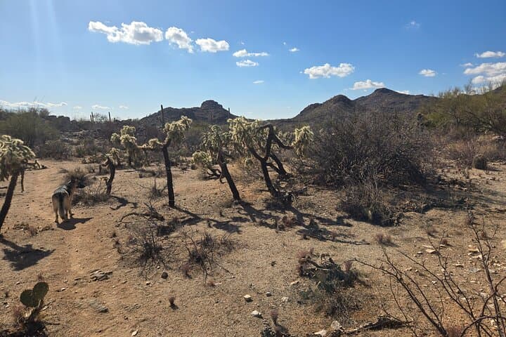 Guided Hikes at Ritz Dove Mountain & Totolita: Sonoran Desert Trails photo 3