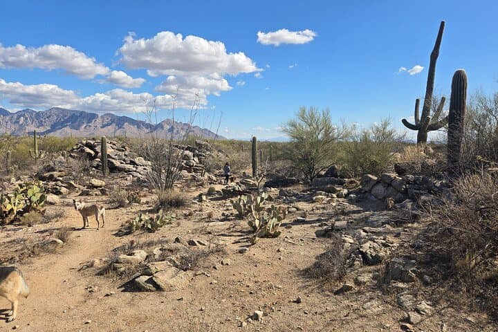 Guided Hikes at Ritz Dove Mountain & Totolita: Sonoran Desert Trails photo 6
