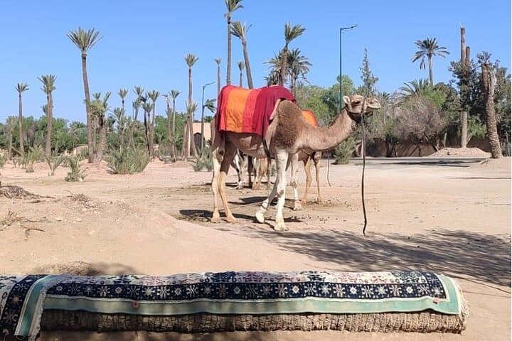 Majorelle Garden & Palmeraie Camel Ride — Marrakech Day Tour photo 4