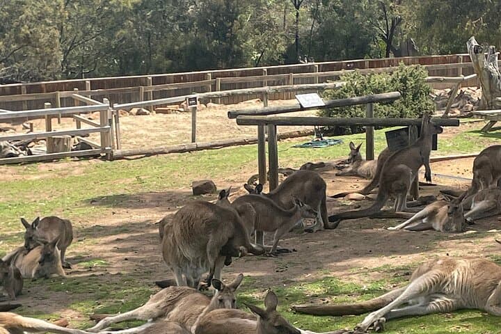 Hobart Signature Shore Excursion: Bonorong, Kunanyi & Richmond in One Day photo 3