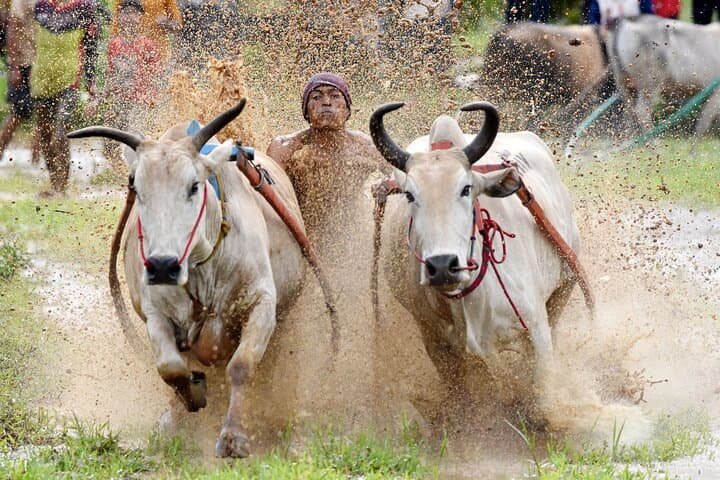 9-Day Padang to Mentawai Cultural Immersion: Mentawai Tribe, Harau Valley & Bukittinggi photo 6