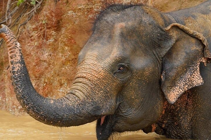 Ethical Half-Day at Phuket Elephant Sanctuary — Feed, Learn, No Riding
