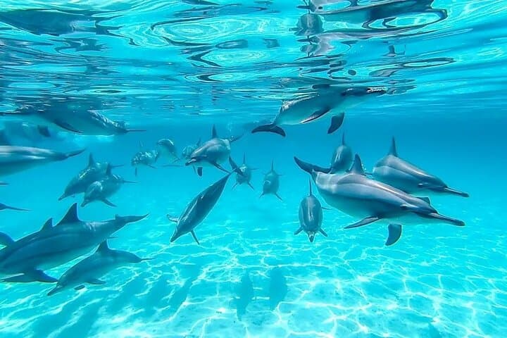 Hurghada Dolphin House Boat Trip — Red Sea Snorkel & Dolphin Encounter photo 3