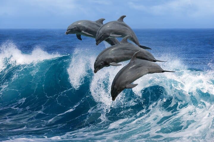 Hurghada Dolphin House Speedboat: Private Snorkel with Wild Dolphins in the Red Sea photo 5