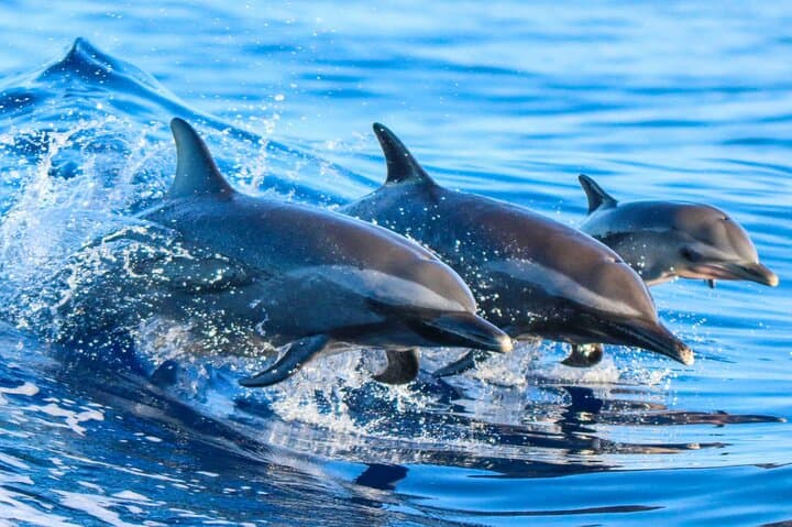 Red Sea Dolphin House VIP Snorkel Trip from Hurghada with Lunch