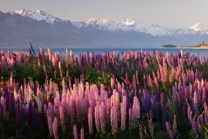 Aoraki & Lake Tekapo Day Trip from Christchurch: Hooker Valley Highlights photo 5
