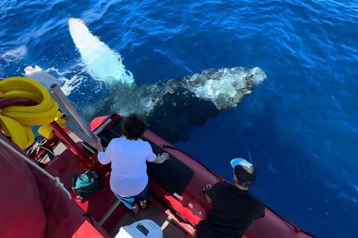 Maui Raft Whale-Watching from Kihei: High-Speed Humpback Tours with Hydrophone photo 3