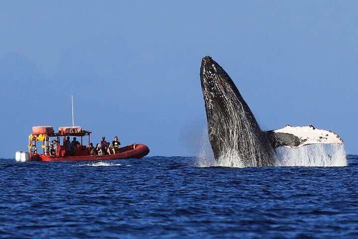 Maui Raft Whale-Watching from Kihei: High-Speed Humpback Tours with Hydrophone photo 5