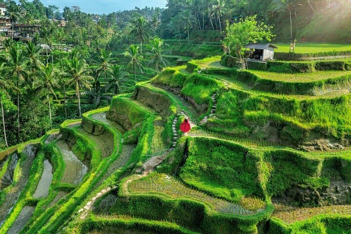 Ubud to Kintamani Volcano Day Tour — Waterfalls, Rice Terraces & Coffee Tasting photo 4