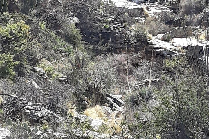 Starr Pass & Tucson Mountains Guided Hike — Hidden Canyon Trail and Bowen Trail photo 2