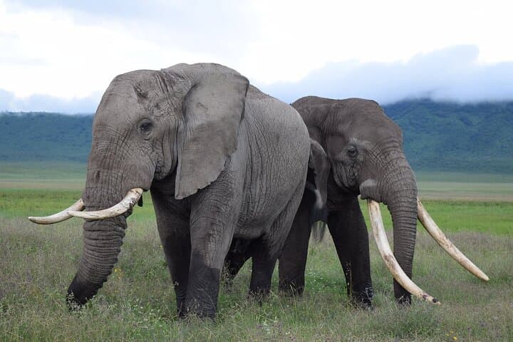15-Day Tanzania & Zanzibar Private Tour — Serengeti Safari, Kilimanjaro Foothills & Zanzibar Beaches photo 3
