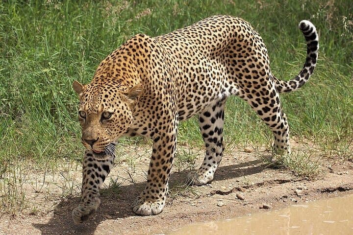 15-Day Tanzania & Zanzibar Private Tour — Serengeti Safari, Kilimanjaro Foothills & Zanzibar Beaches photo 6